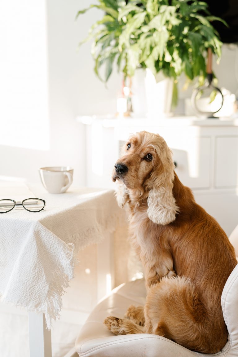 A golden cocker spaniel sits on a chair beside a table with a white tablecloth, a cup, and a pair of glasses. Sunlight streams in, and a green plant is on a white cabinet in the background.