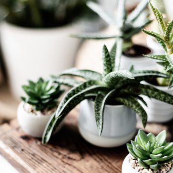 Various small potted succulents and leafy plants are arranged on a rustic wooden surface, with natural light highlighting their green leaves and textured ceramic pots.