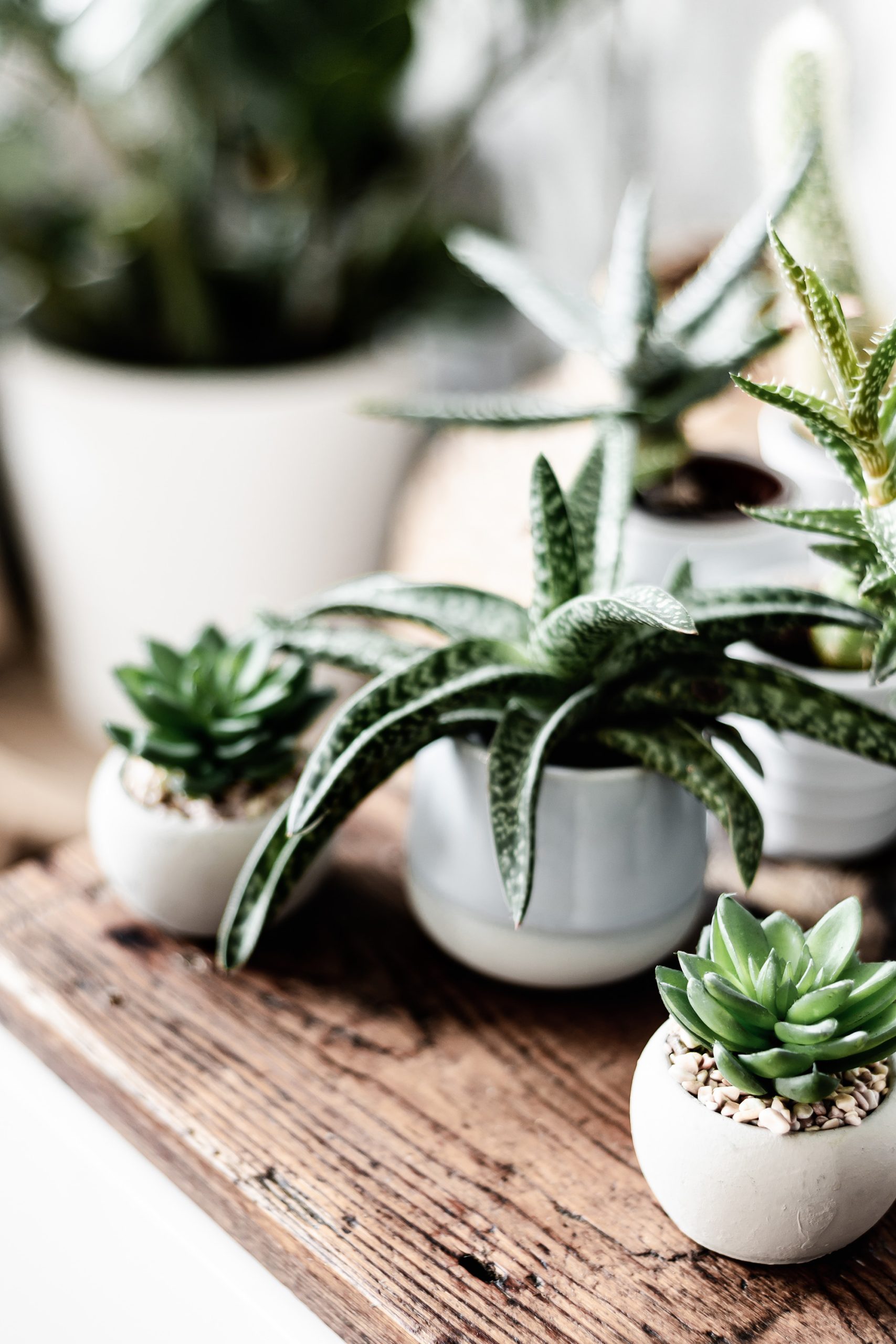 Various small potted succulents and leafy plants are arranged on a rustic wooden surface, with natural light highlighting their green leaves and textured ceramic pots.