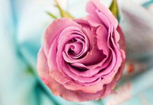 rose, rose flower, flower, flower background, petal, flower wallpaper, beautiful flowers, love, floral, nature, macro, pink, rose wallpaper
